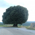 il leccione per la via di Brolio