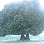 lecci particolare del tronco