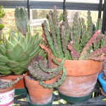 piante grasse