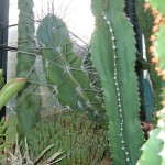 piante grasse