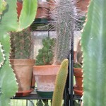 succulente e cactacee