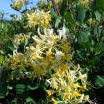 caprifoglio lonicera