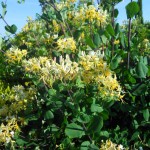 caprifoglio lonicera