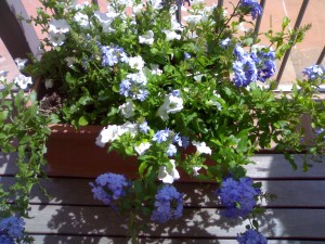 cassetta fiorita con petunie bianche e plumbago azzurro