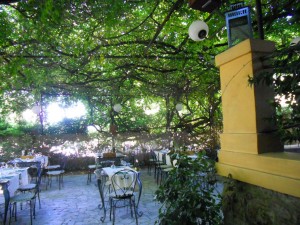 pergolato di glicine antico