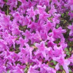 azalea lilla