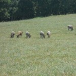 animali in fattoria