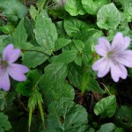fiori perenni