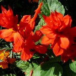 fiori salvia splendens