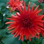 fuochi d'artificio a dalia