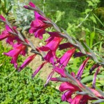 erbacee perenni fucsia