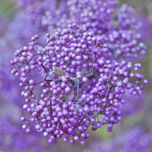 Rare plants with purple flowers