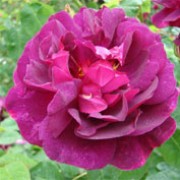 Rosa 'Chianti', Rosa arbustiva 'Chianti', Rosa Auswine, David Austin rosa