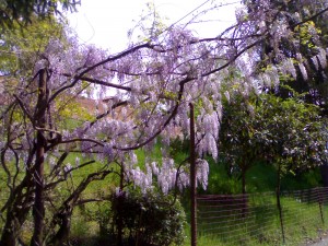 pergolato con glicine fiorito