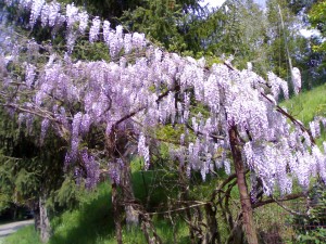 varietà di glicine, rampicante che fiorisce ad aprile e maggio
