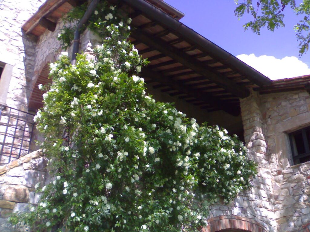 Rosa rampicante sempreverde senza spine in fiore