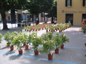 dove trovare le rose a maggio nel weekend