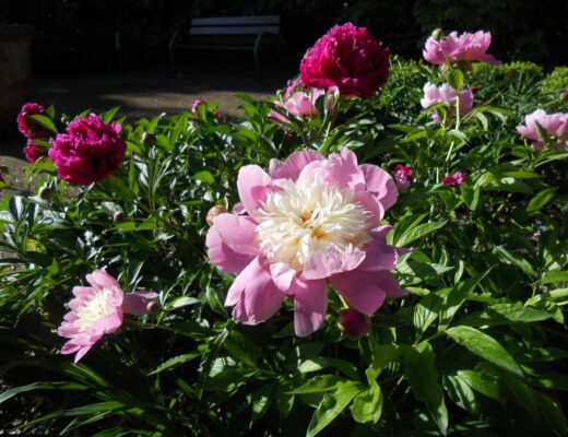 quante-sono-le-varietà-di-peonie.jpg