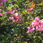 si-può-fare-una-siepe-con-le-rose?