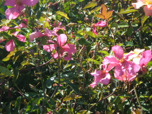 si-può-fare-una-siepe-con-le-rose?