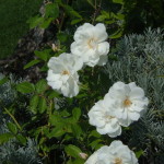 come-potare-le-rose-bianche-iceberg