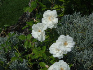 come-potare-le-rose-bianche-iceberg