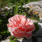 febbraio-è-il-mese-adatto-per-la-potatura-delle-rose