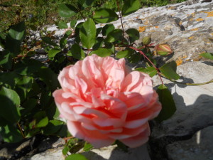 febbraio-è-il-mese-adatto-per-la-potatura-delle-rose