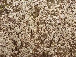 Siepe difensiva naturale con piante spinose