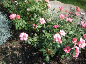 Quali-varietà-di-rose-mettere-in-un-giardino-toscano