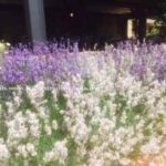 lavanda fresca in un campo soleggiato nel Chianti.