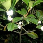 Fiori profumati di osmanthus in giardino