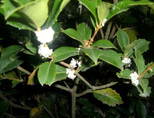 Fiori profumati di osmanthus in giardino
