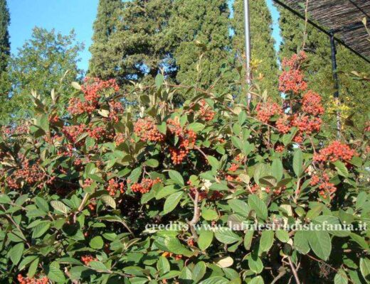 Primo piano di rami di Cotoneaster carichi di bacche rosse brillanti