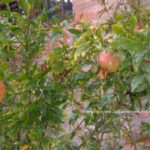 Melagrana matura su ramo di melograno al sole.