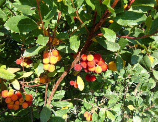 Ramo di corbezzolo con fiori bianchi a campanula e frutti rossi maturi tipici della macchia mediterranea.