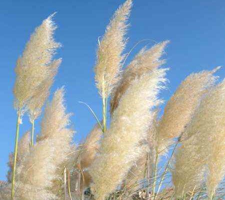 Primo piano di spighe piumose di Erba della Pampa (Cortaderia selloana) che ondeggiano al sole.