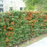 Crataegus (biancospino) con bacche rosse, in pieno autunno