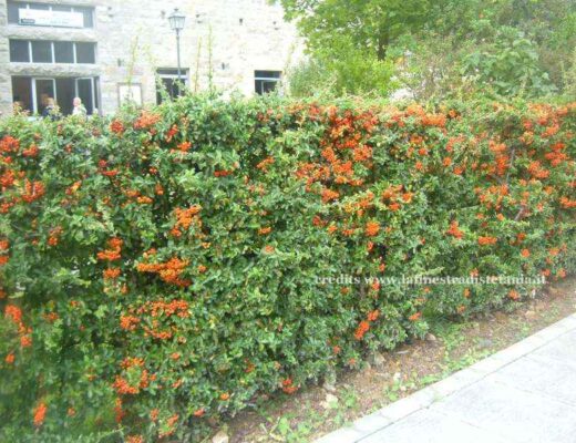 Crataegus (biancospino) con bacche rosse, in pieno autunno