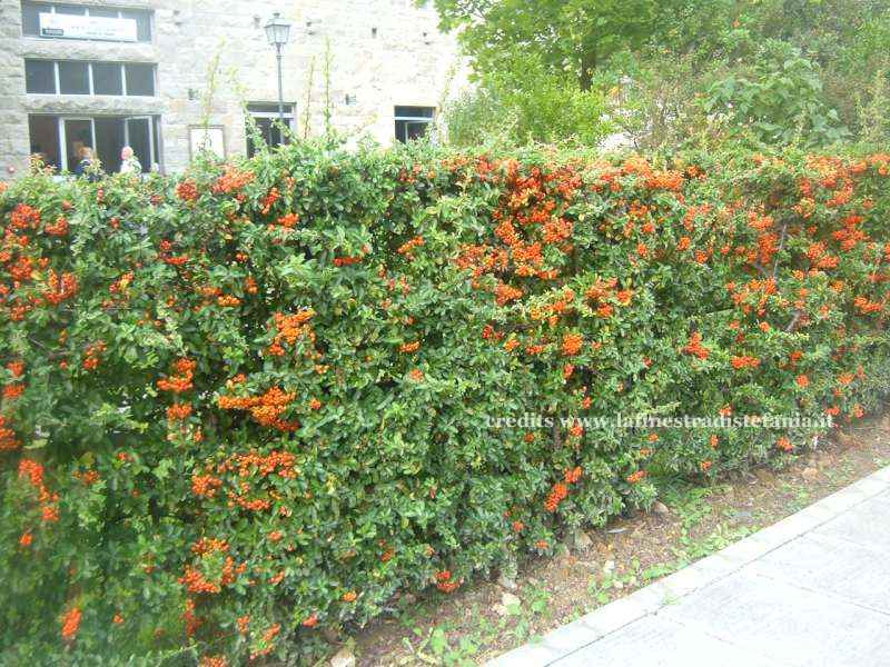 Crataegus (biancospino) con bacche rosse, in pieno autunno