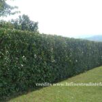 Dettaglio di foglie verdi di alloro (Laurus nobilis)