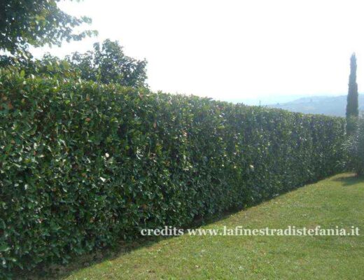 Dettaglio di foglie verdi di alloro (Laurus nobilis)