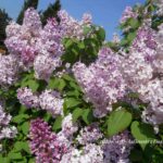 Splendida fioritura di lillà (Syringa vulgaris) color porpora e malva in un giardino soleggiato.