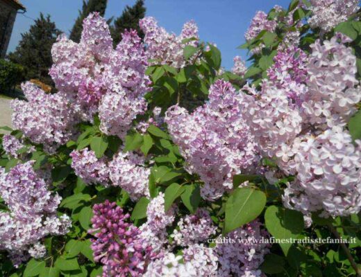 Splendida fioritura di lillà (Syringa vulgaris) color porpora e malva in un giardino soleggiato.