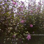Fiori colorati di ibisco in piena fioritura