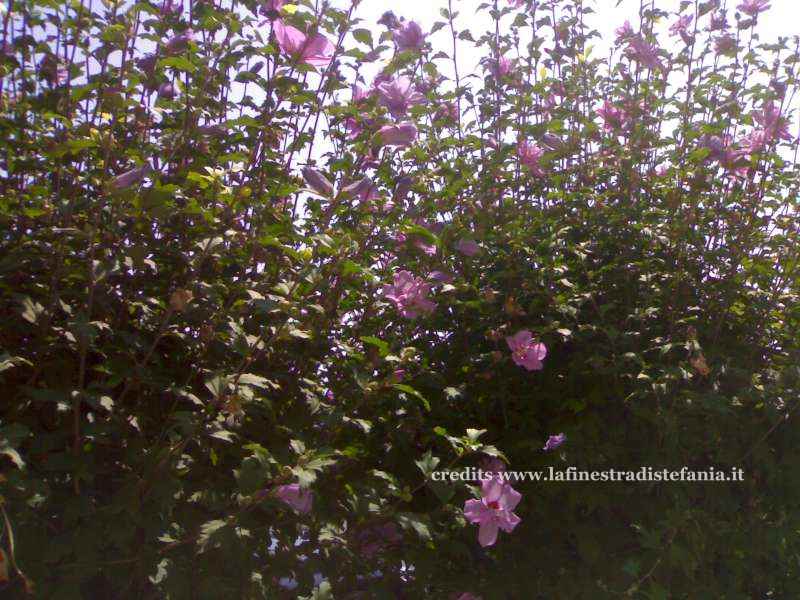 Fiori colorati di ibisco in piena fioritura