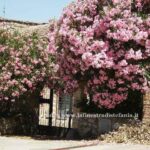 Splendida fioritura di oleandro rosa (Nerium oleander) in pieno sole in un giardino mediterraneo.