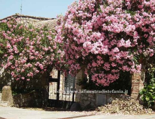 Splendida fioritura di oleandro rosa (Nerium oleander) in pieno sole in un giardino mediterraneo.