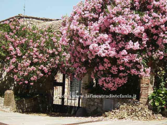 Splendida fioritura di oleandro rosa (Nerium oleander) in pieno sole in un giardino mediterraneo.