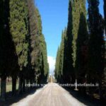 Cipressi toscani sulle collinechiantigiane